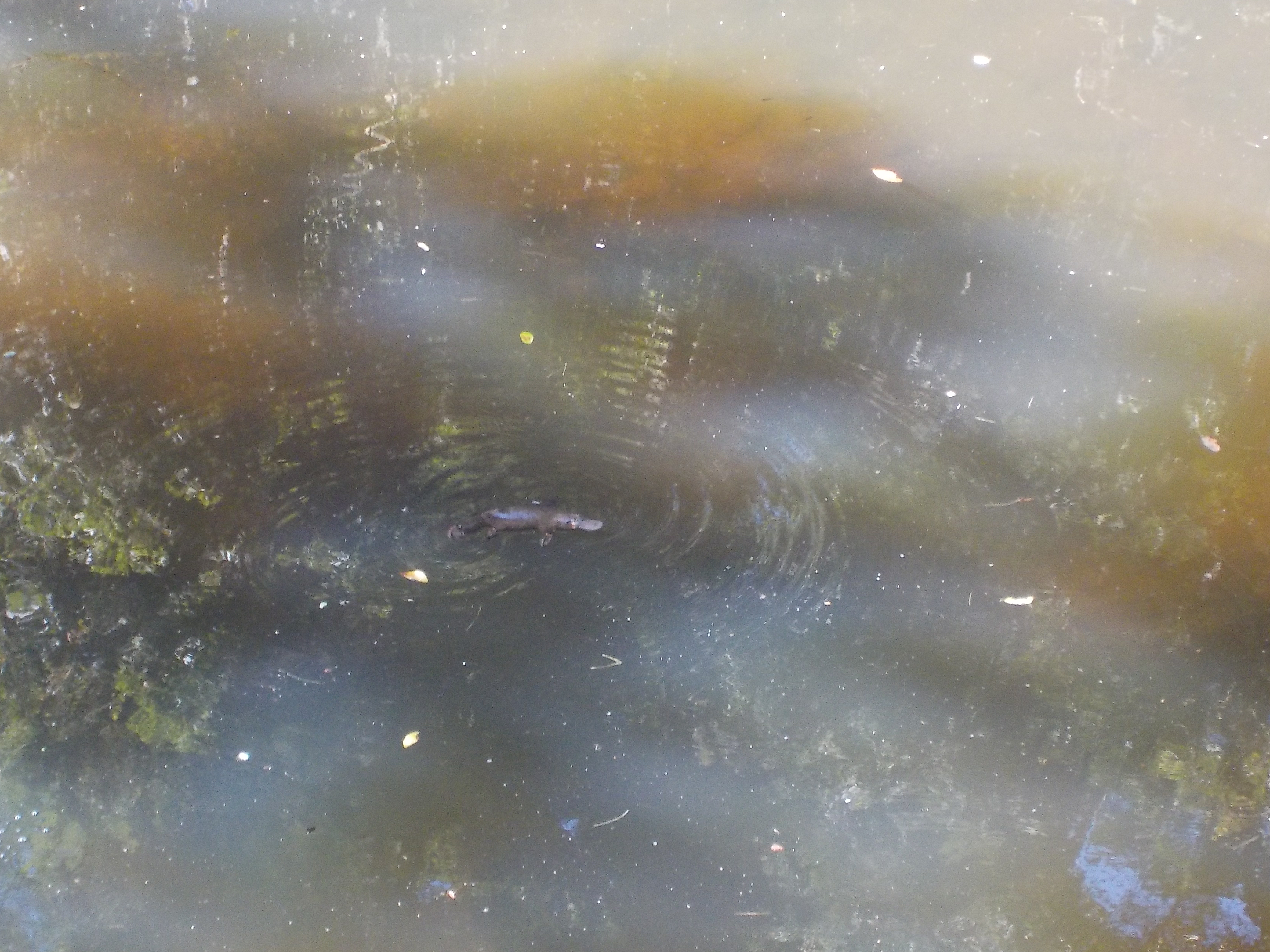 Auf der Suche nach 
Agent "P" (Perry)